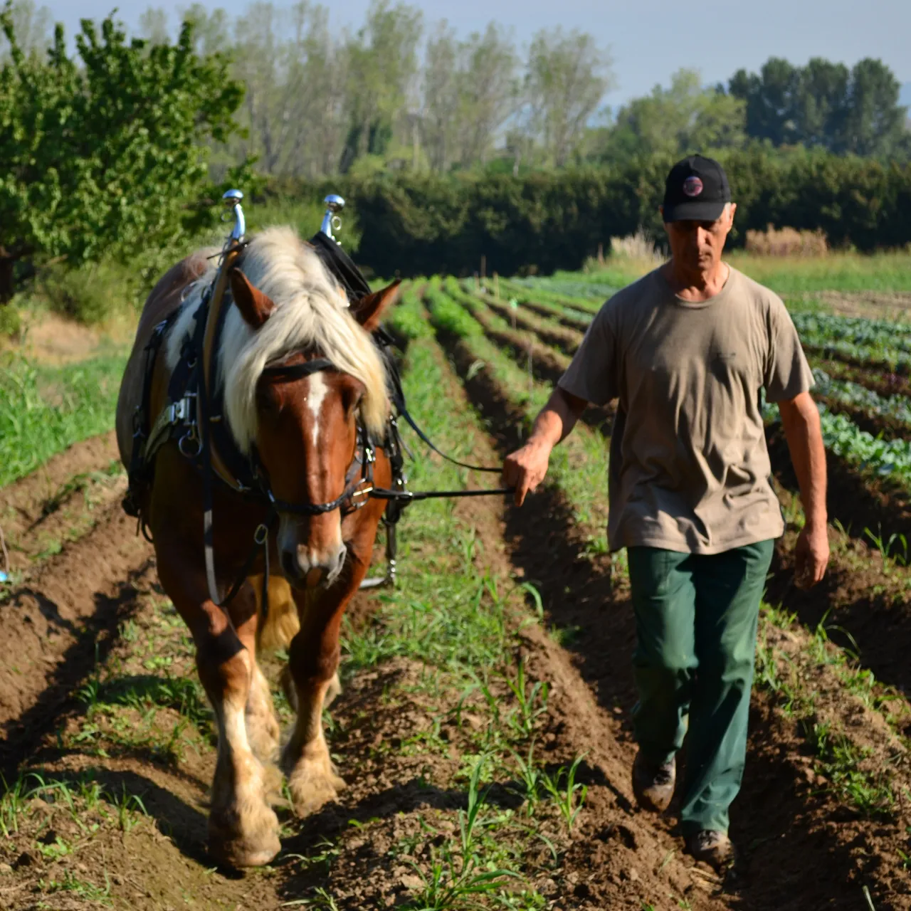 Azienda Agricola Albano Moscardo