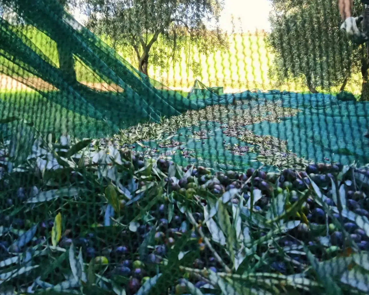Azienda Agricola Marcantoni Roberto