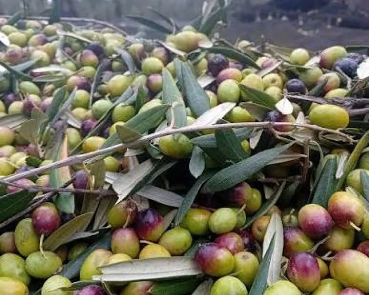 Azienda Agricola Agroali Bio di Lanzolla Felice