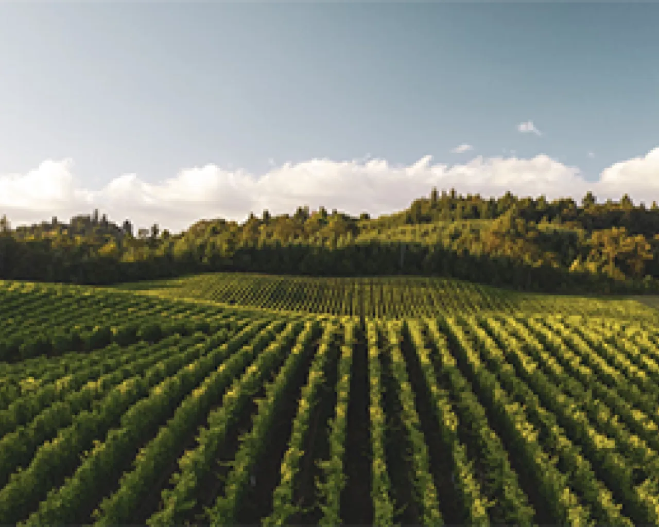 BioDistretto del Chianti