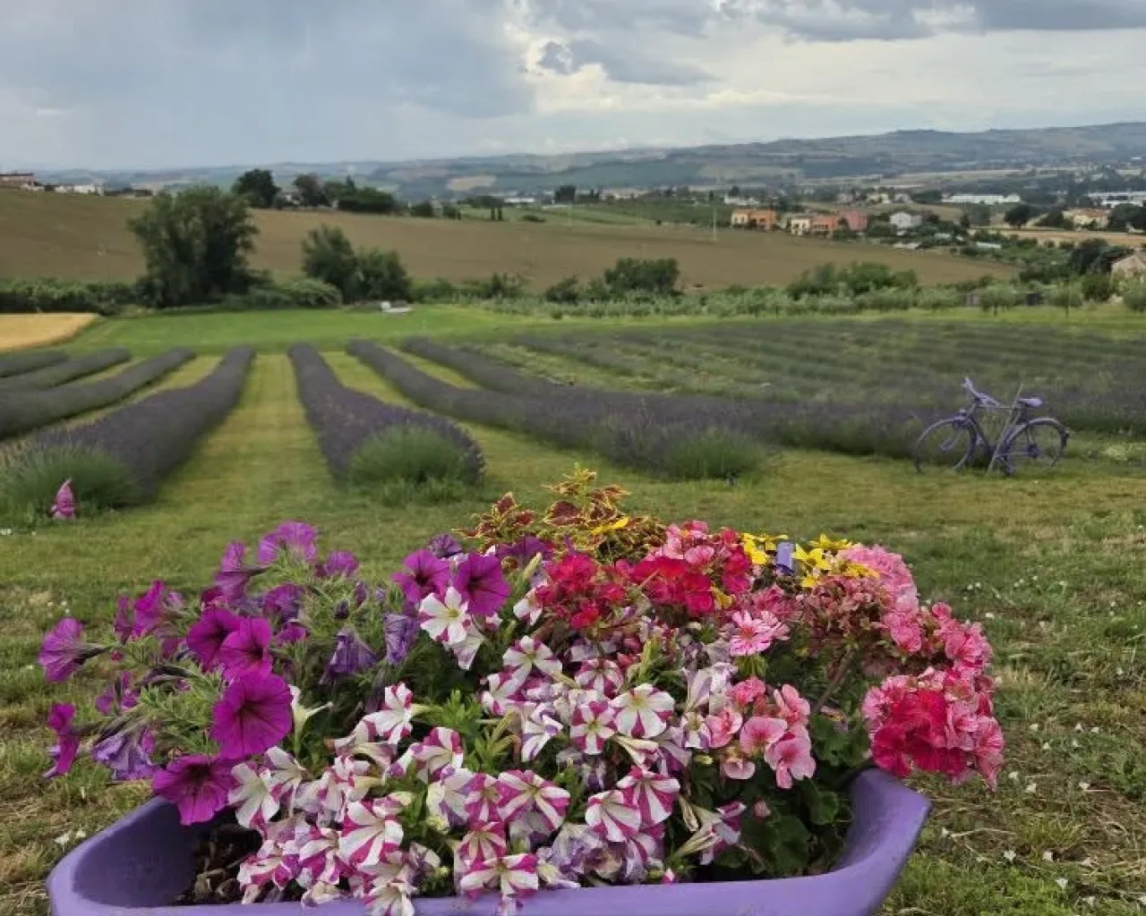 Azienda Agricola Bambozzi - vivaio