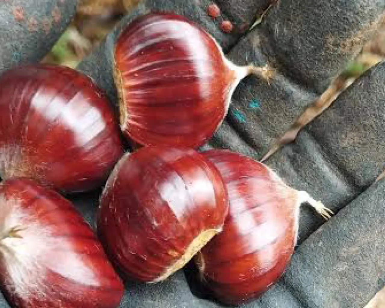 Azienda Agricola Tana della Sengia Rossa