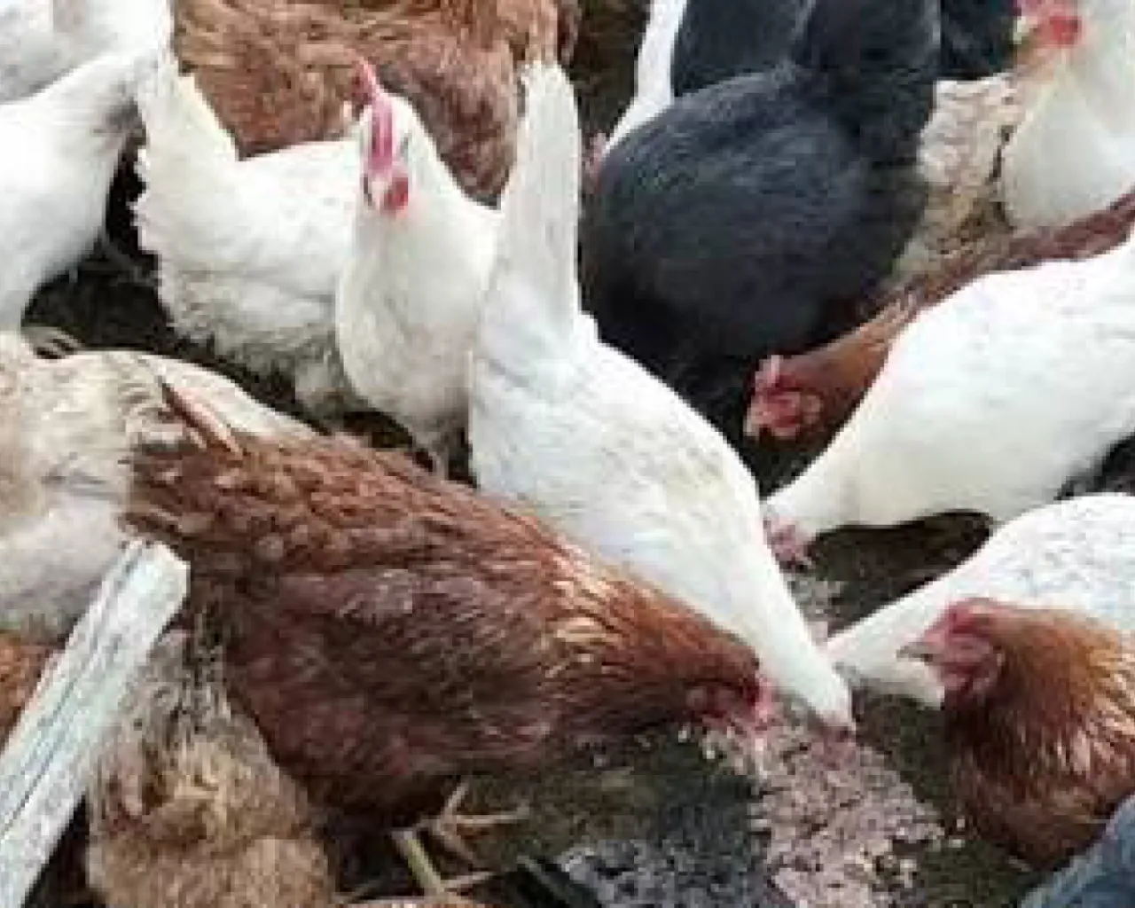 Azienda Agricola Tana della Sengia Rossa