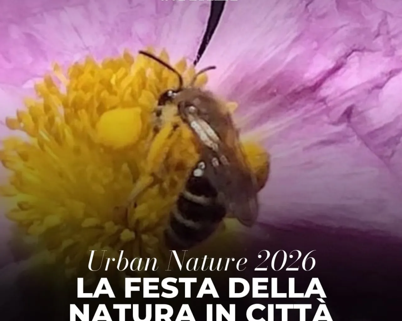 Urban Nature